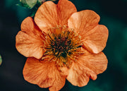 Geum Totally Tangerine 2L