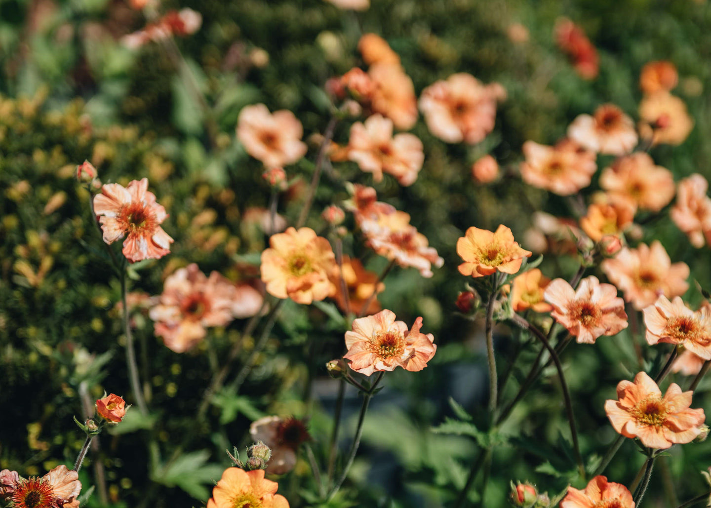 Geum Totally Tangerine 2L