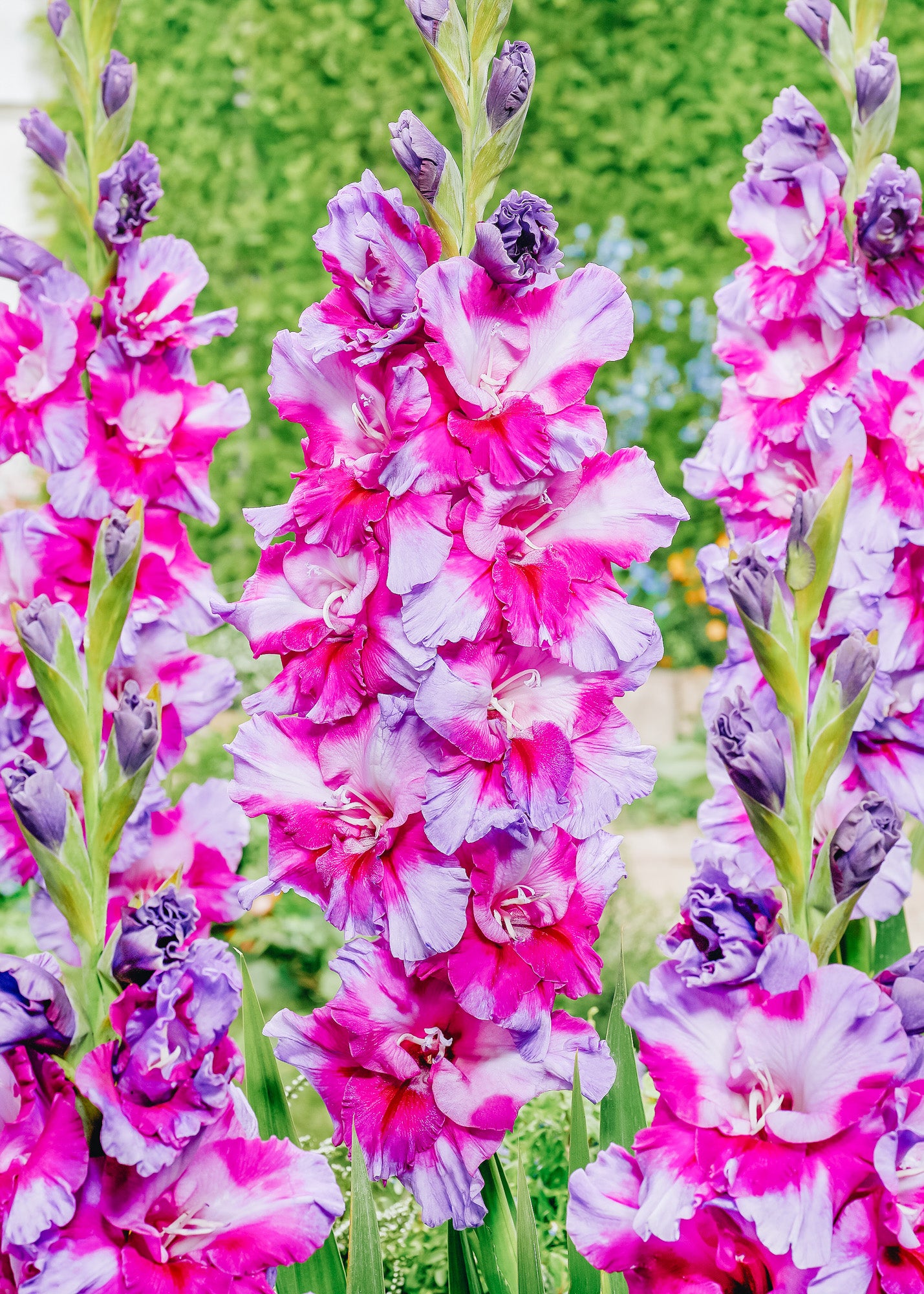 Taylors Bulbs Gladioli 'Purple Art', pack of 10 corms