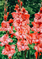 Taylors Bulbs Gladioli 'Strawberry Swirl', pack of 10 corms