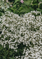 Gypsophila Summer Sparkle