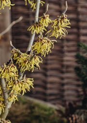 Hamamelis x intermedia Arnold Promise, 10L