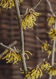 Hamamelis x intermedia Arnold Promise