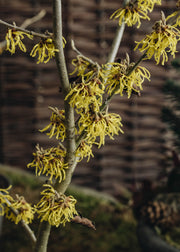 Hamamelis x intermedia Arnold Promise, 10L