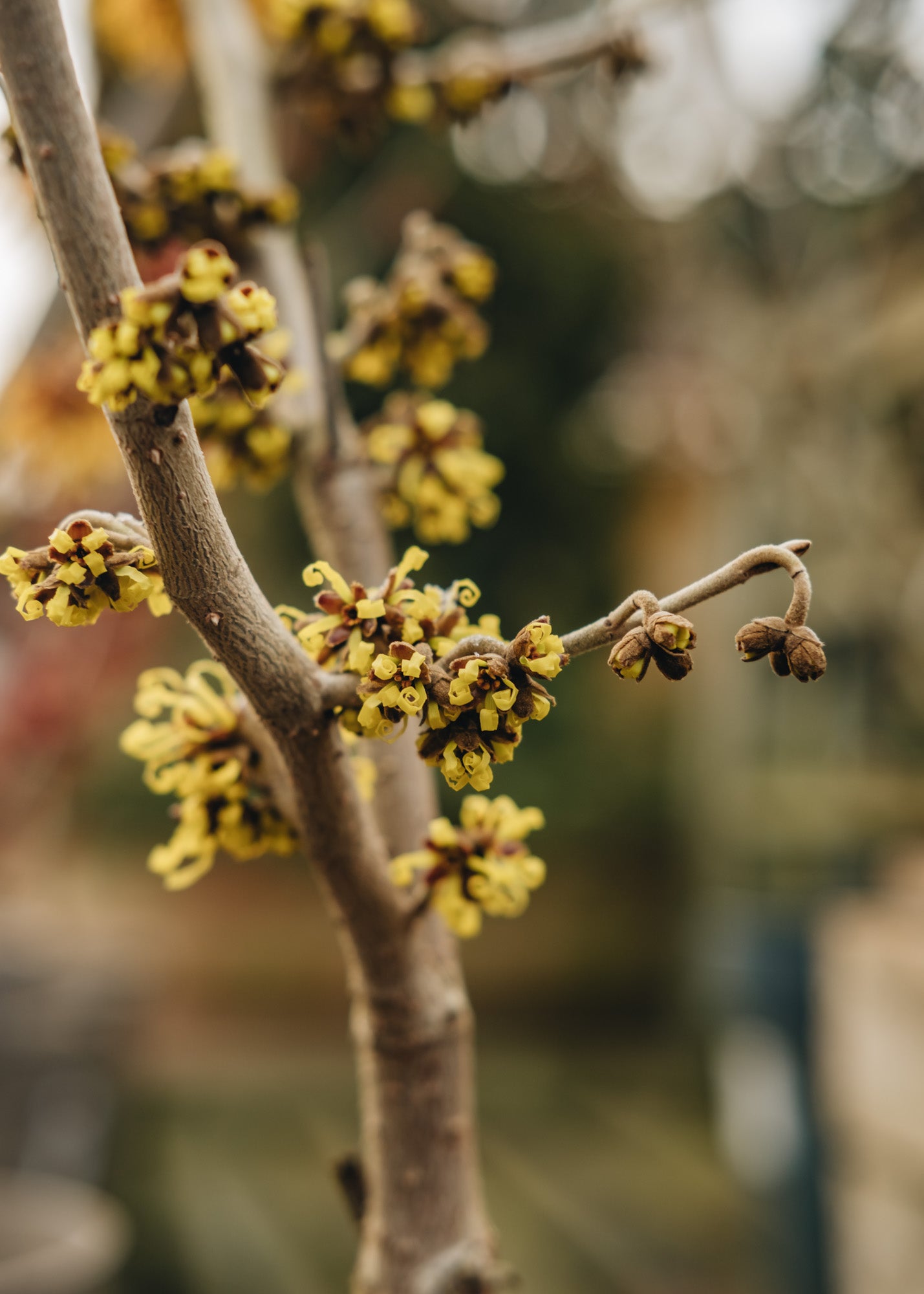 Hamamelis Mollis, 3L