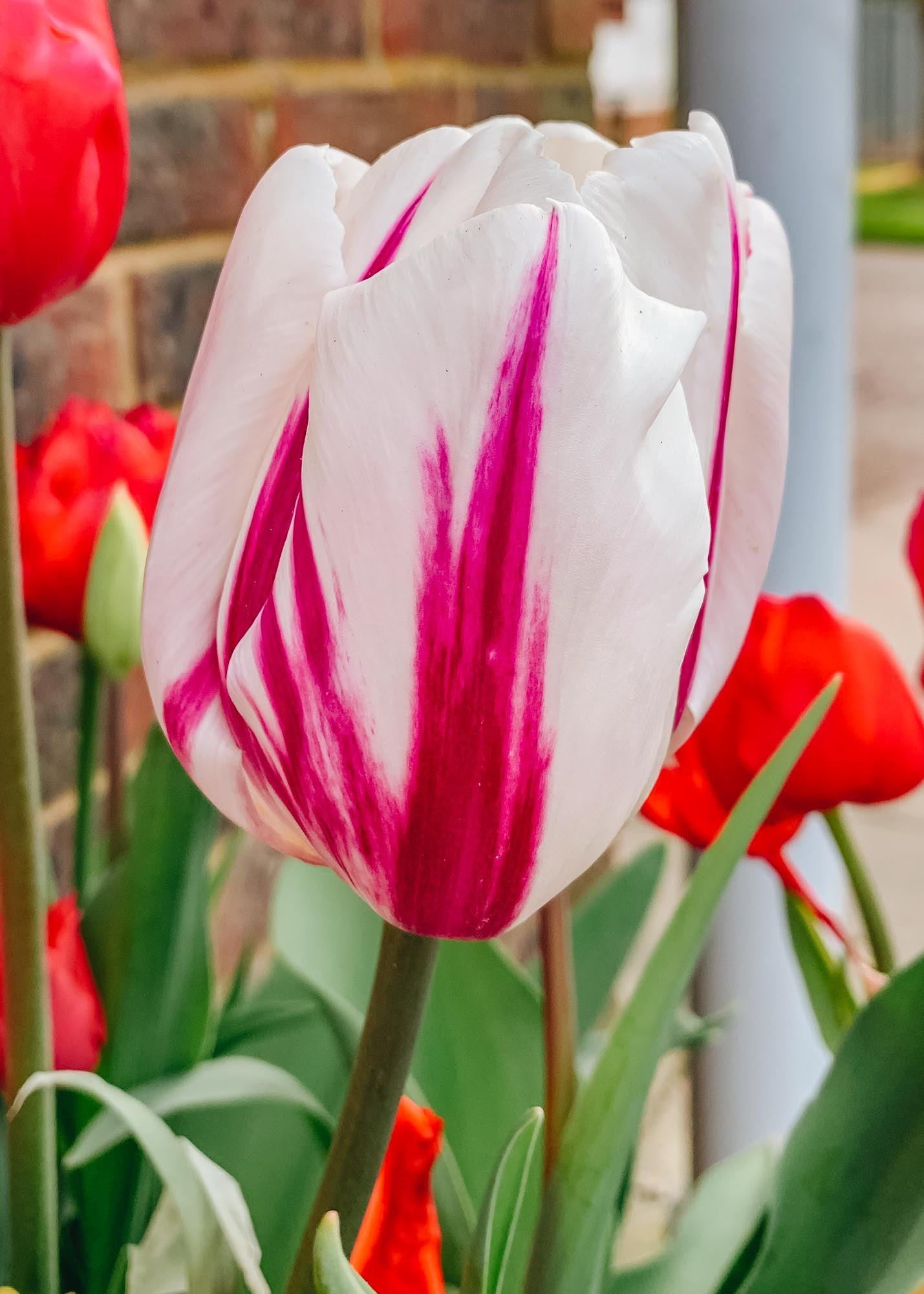 Tulipa Happy Feet Bulbs