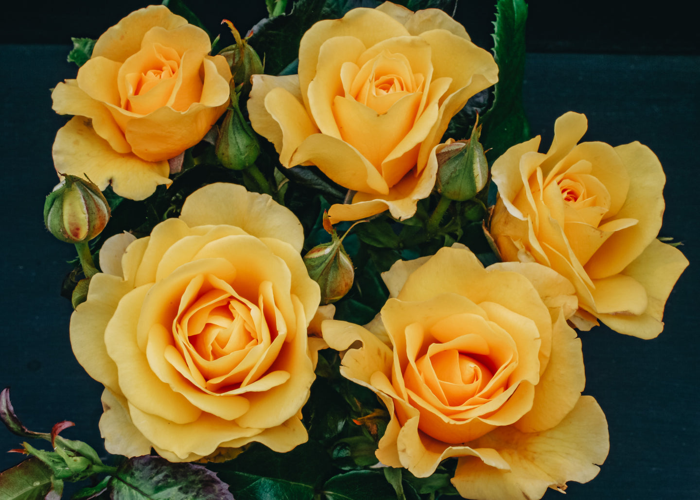 David Austin Roses Rosa Happy Golden Wedding