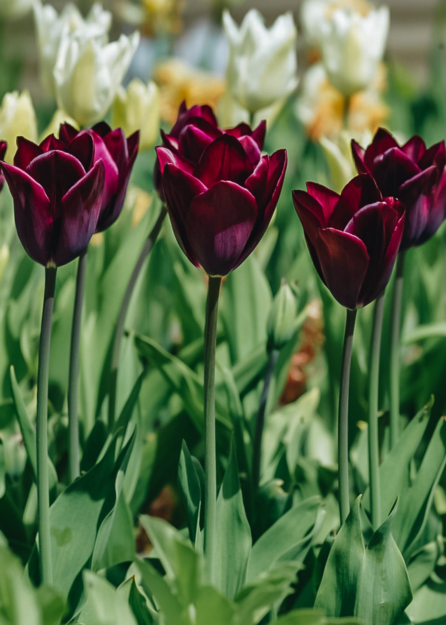 Tulipa Havran Bulbs