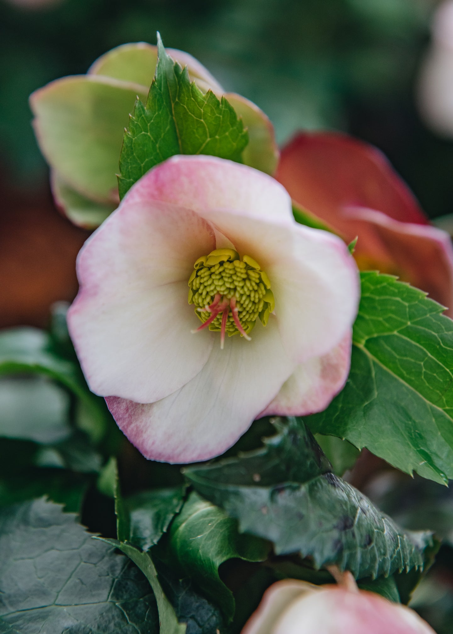 Helleborus Ice N Roses Early Rose