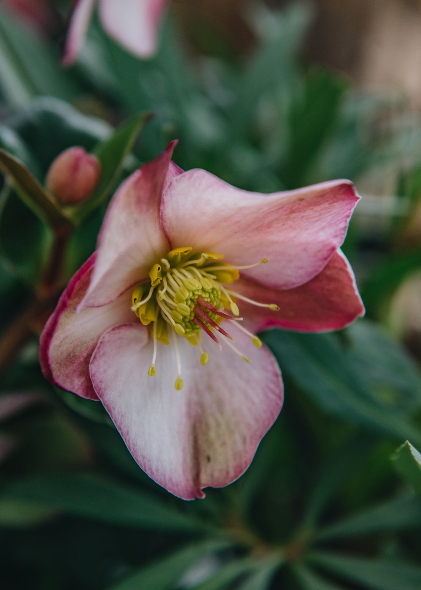 Helleborus Ice N Roses Early Rose