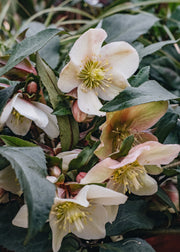 Helleborus Malory