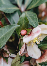 Helleborus Malory