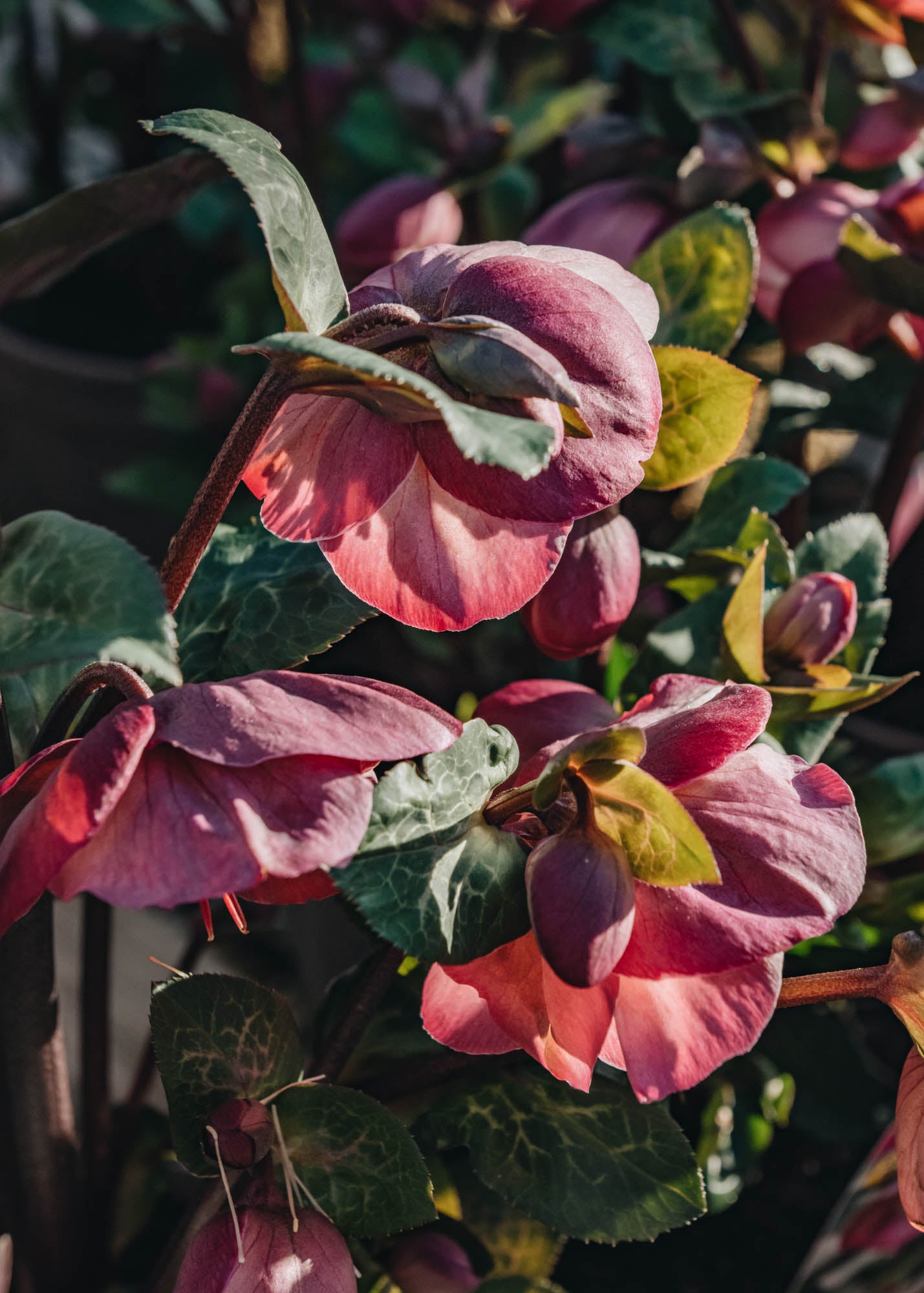 Helleborus x ericsmithii Penny’s Pink 