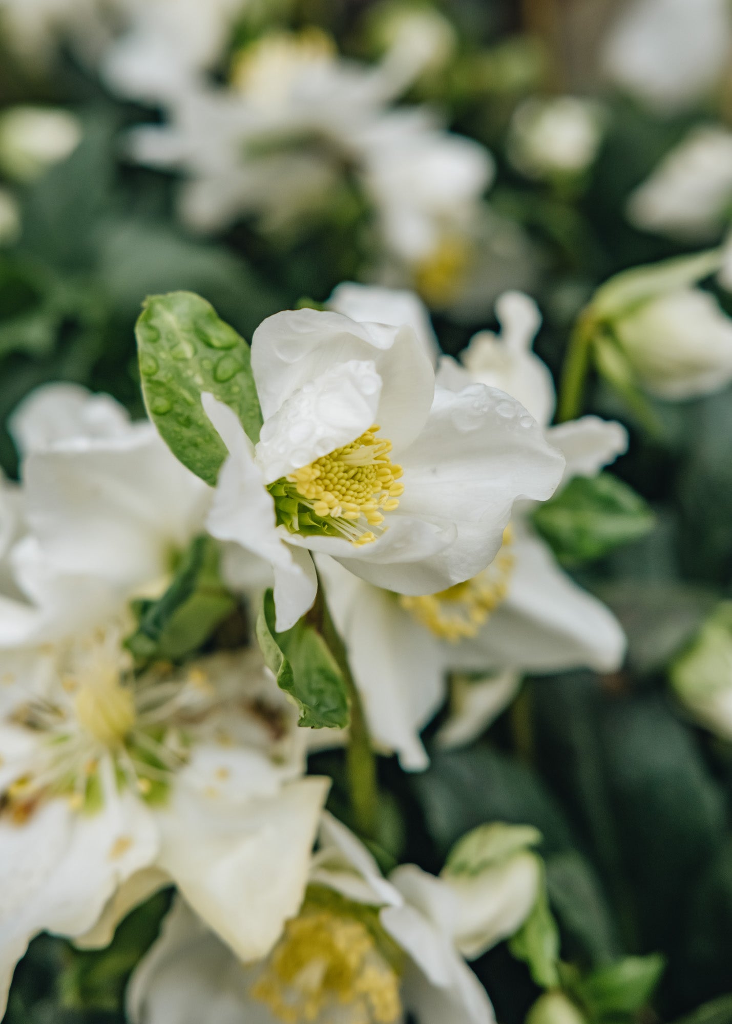 Helleborus niger Snow Sparkle