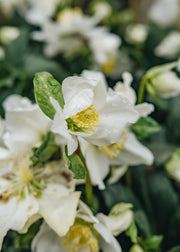 Helleborus niger Snow Sparkle