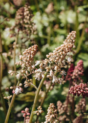 Heucherella White Revolution