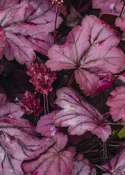 Heuchera Wild Rose