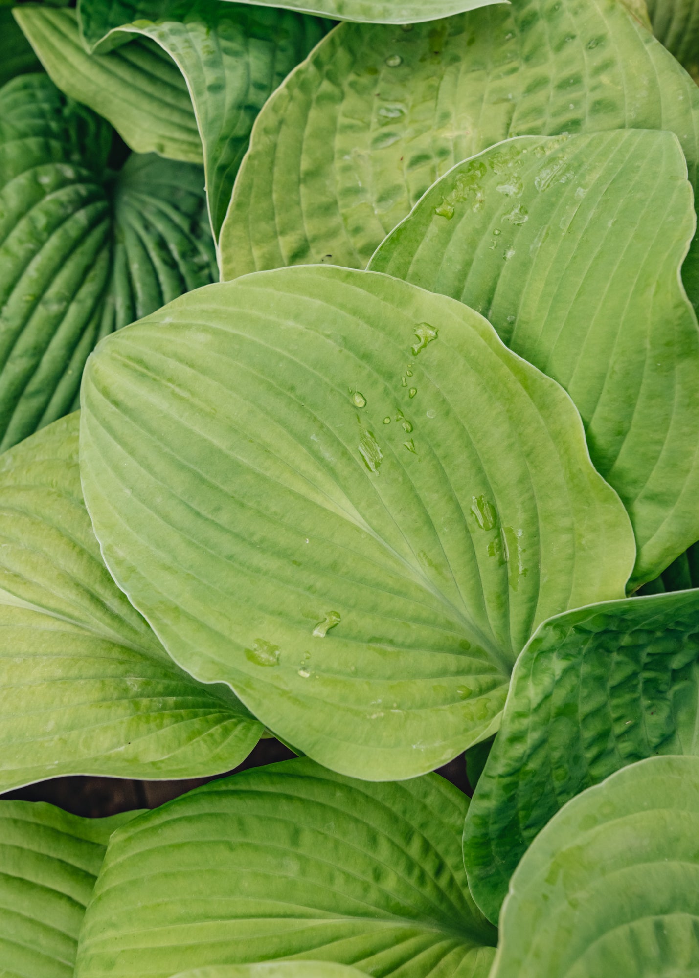 Hosta August Moon