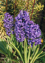 Hyacinthus Blue Jacket, pack of five bulbs