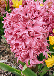 Hyacinthus Pink Pearl, pack of five bulbs