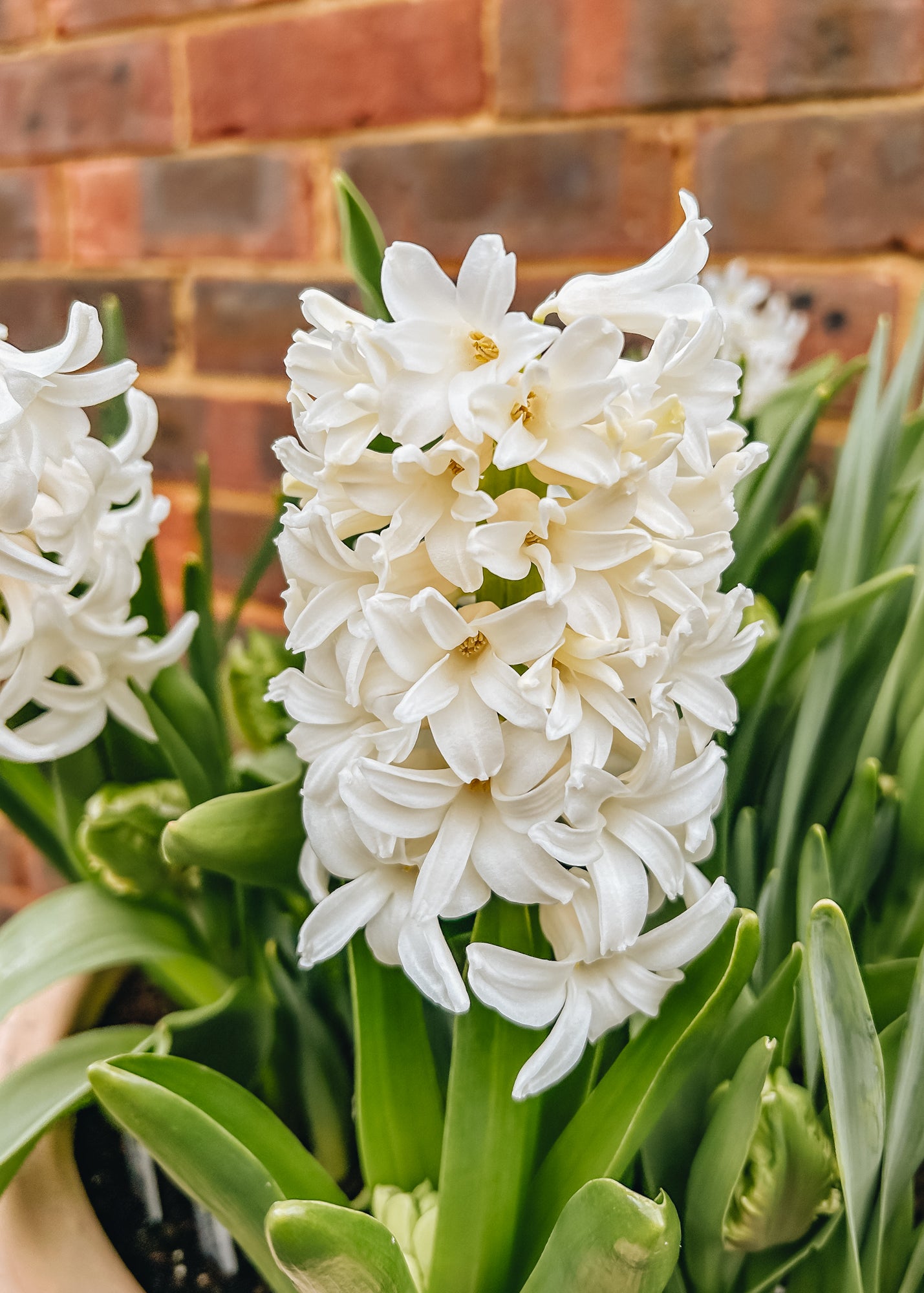 Hyacinthus Top White, pack of five bulbs