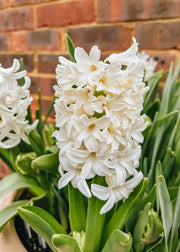 Hyacinthus Top White, pack of five bulbs