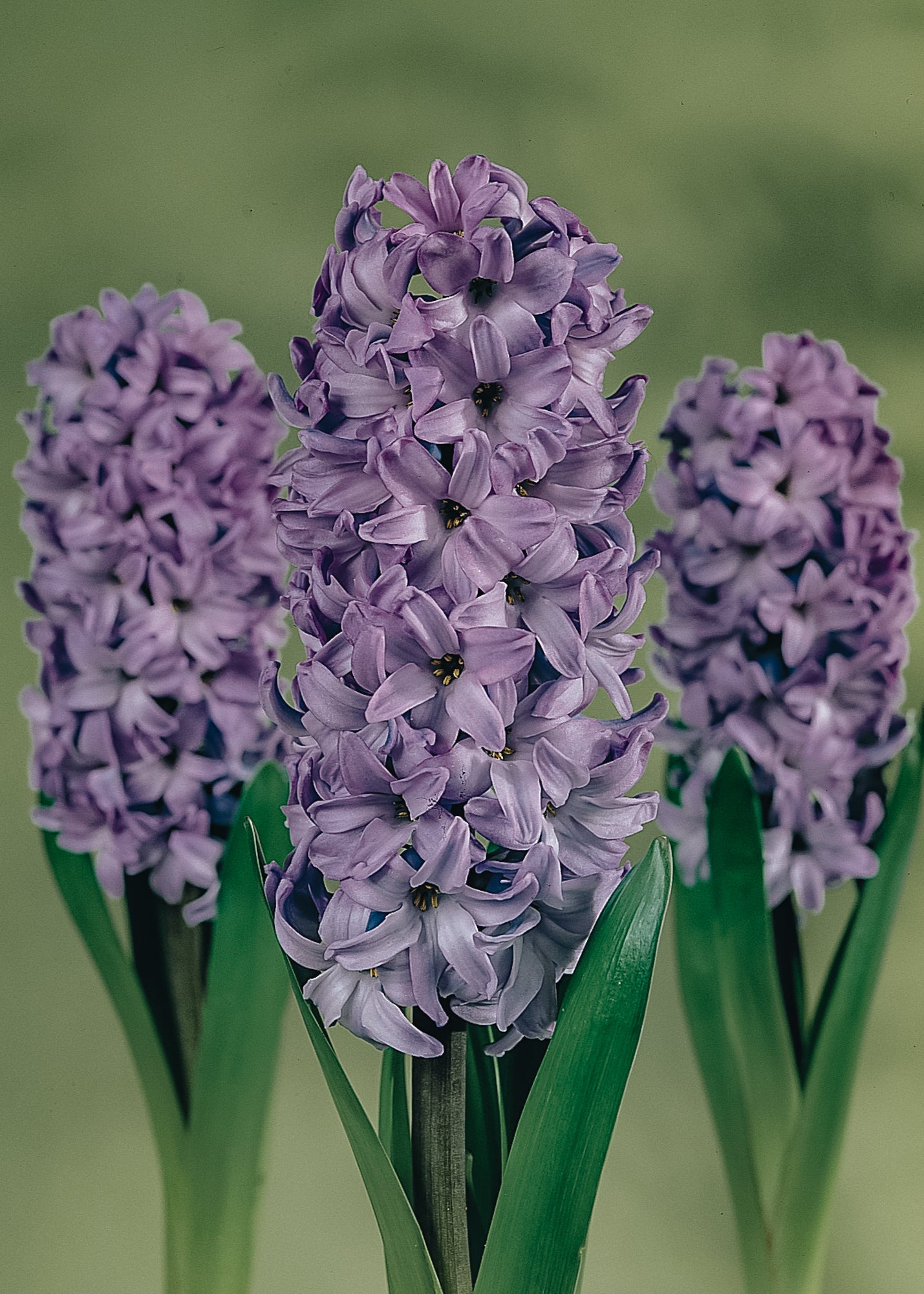 Hyacinthus Delft Blue, pack of five bulbs