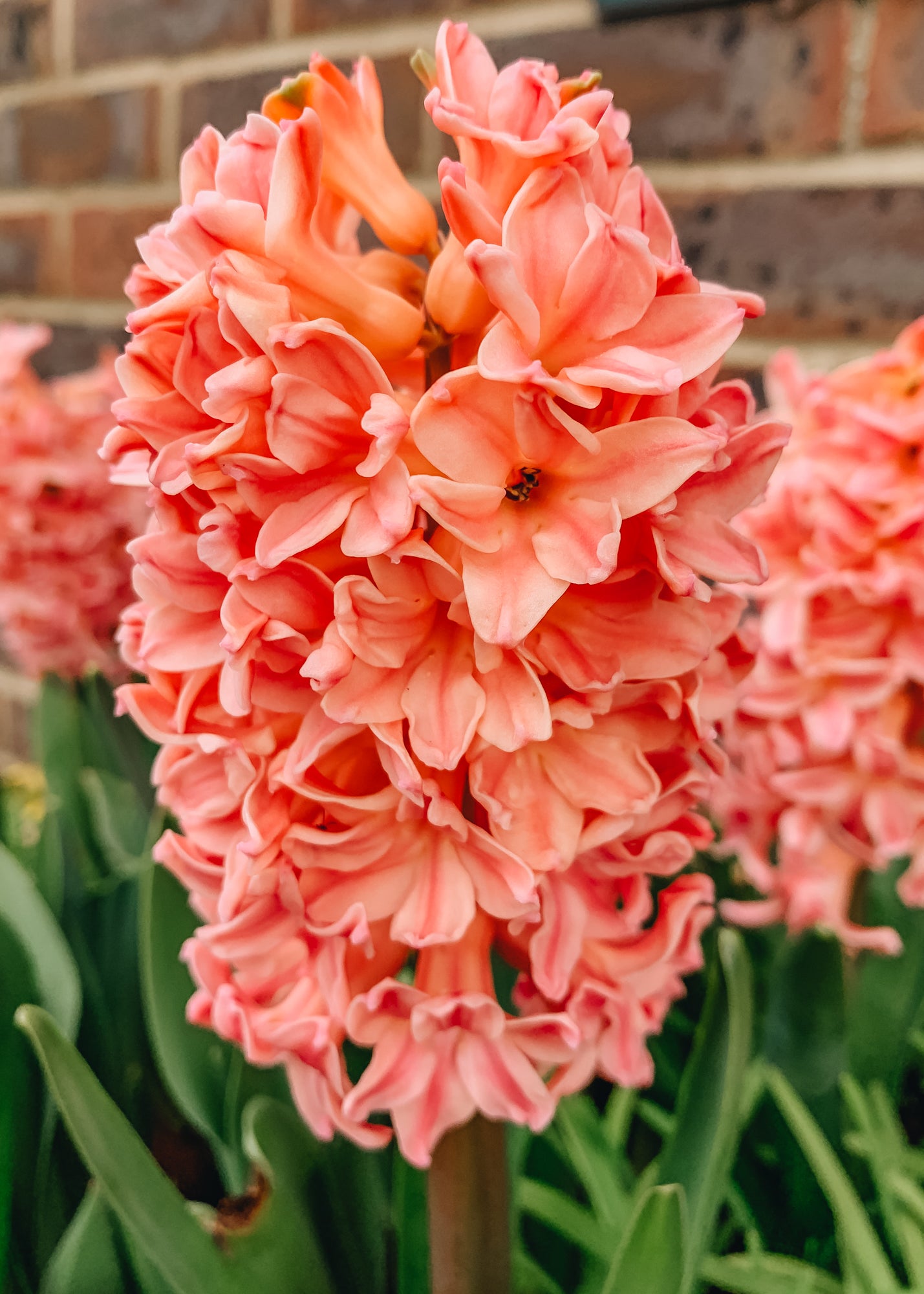 Hyacinthus Apricot Passion, pack of five bulbs