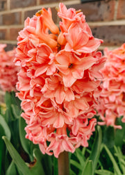 Hyacinthus Apricot Passion, pack of five bulbs