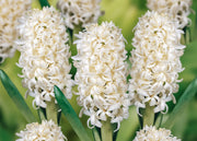 Hyacinthus Carnegie, pack of five bulbs