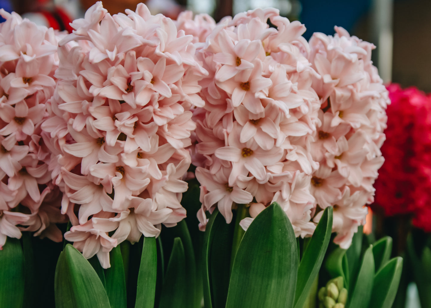 Hyacinthus Pink Elephant, pack of five bulbs