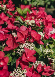 Hydrangea macrophylla Lady in Red