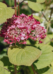 Hydrangea Pink Annabelle