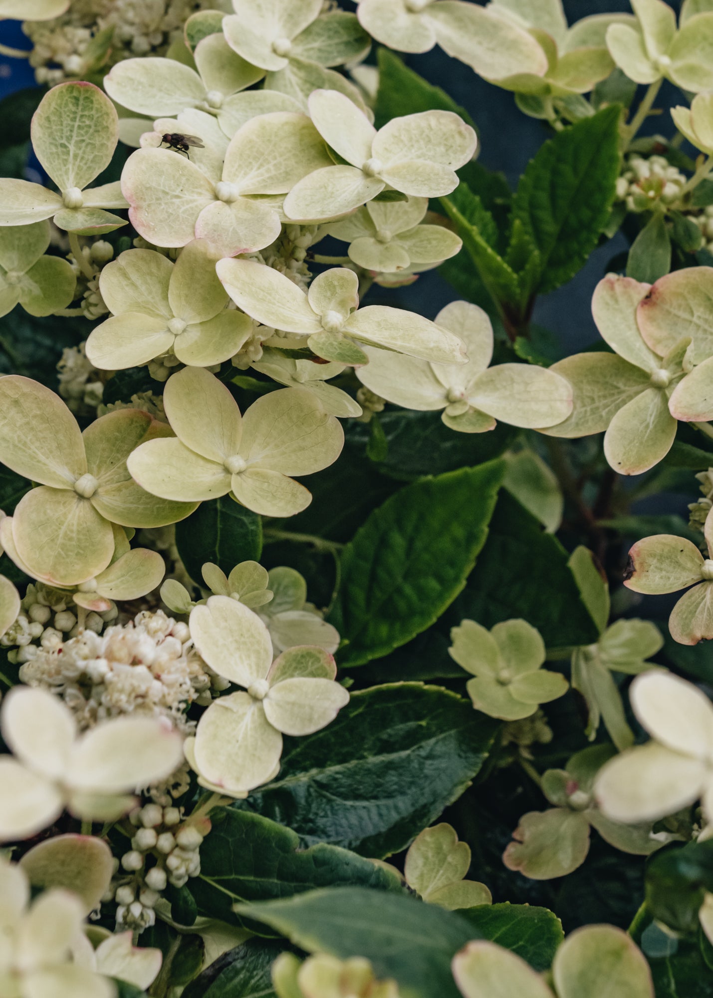 Hydrangea Paniculata Polestar