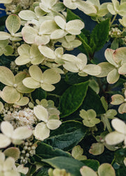 Hydrangea Paniculata Polestar