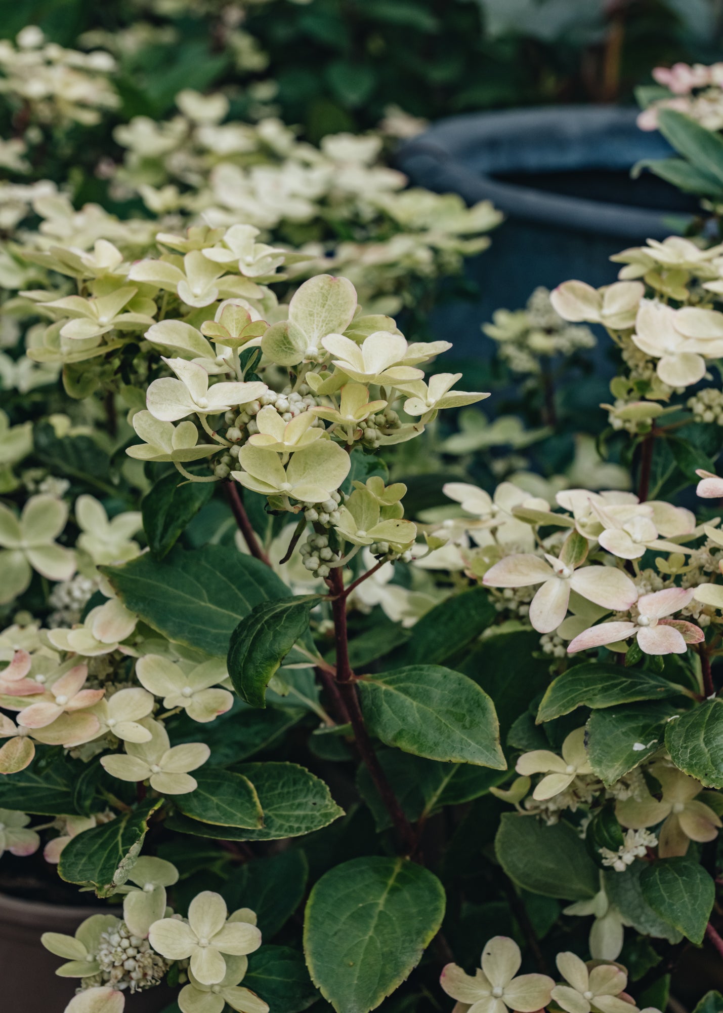 Hydrangea Paniculata Polestar, 3L – Burford Garden Co.