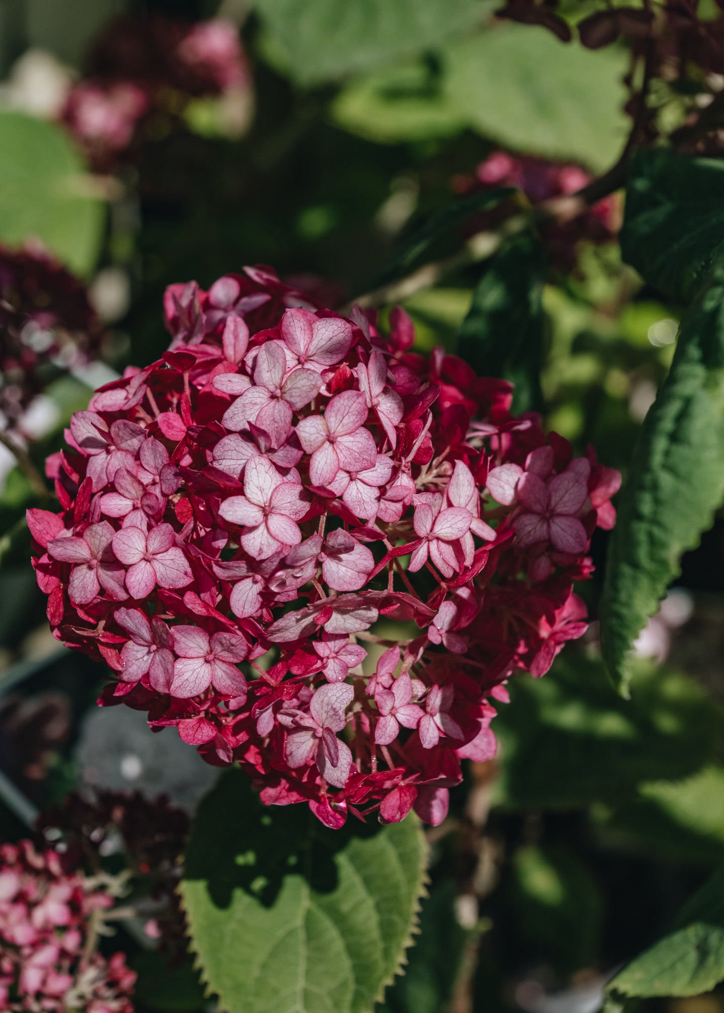 Hydrangea Sweet Annabelle