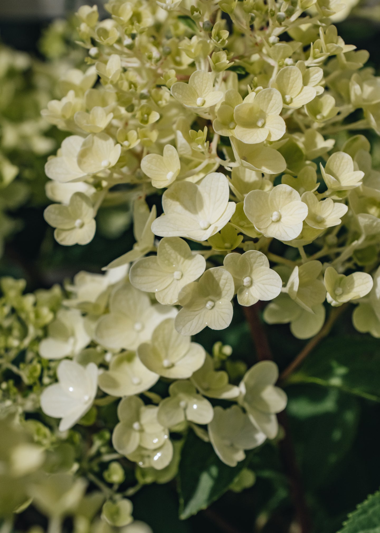 Hydrangea paniculata Silver Dollar