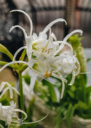 Hymenocallis harrisianna, pack of three bulbs