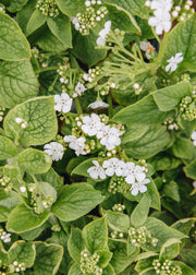 Clematis Brunnera macrophylla Betty Bowring, 2/3L