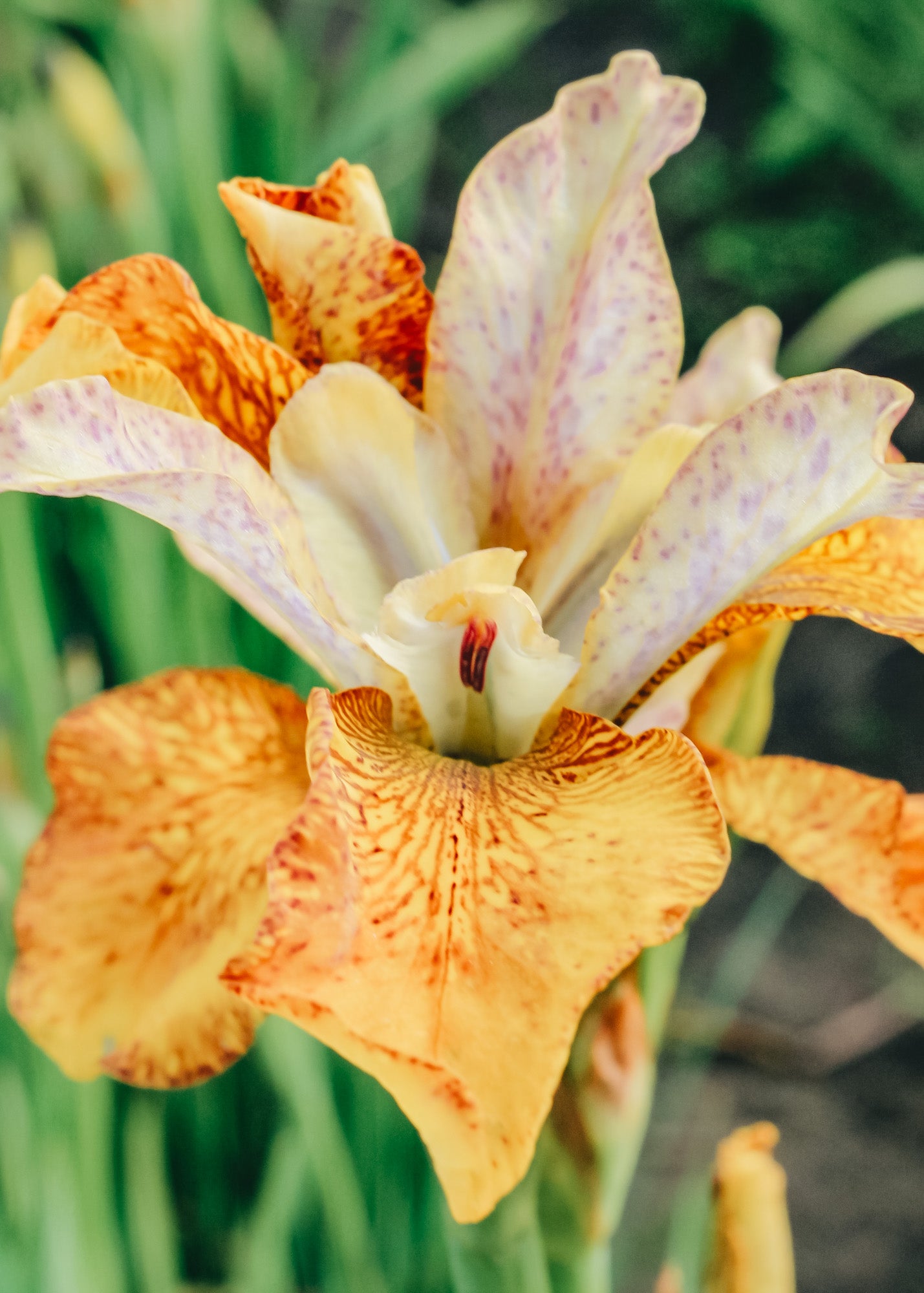 Iris 'Ginger Twist', pack of three bulbs