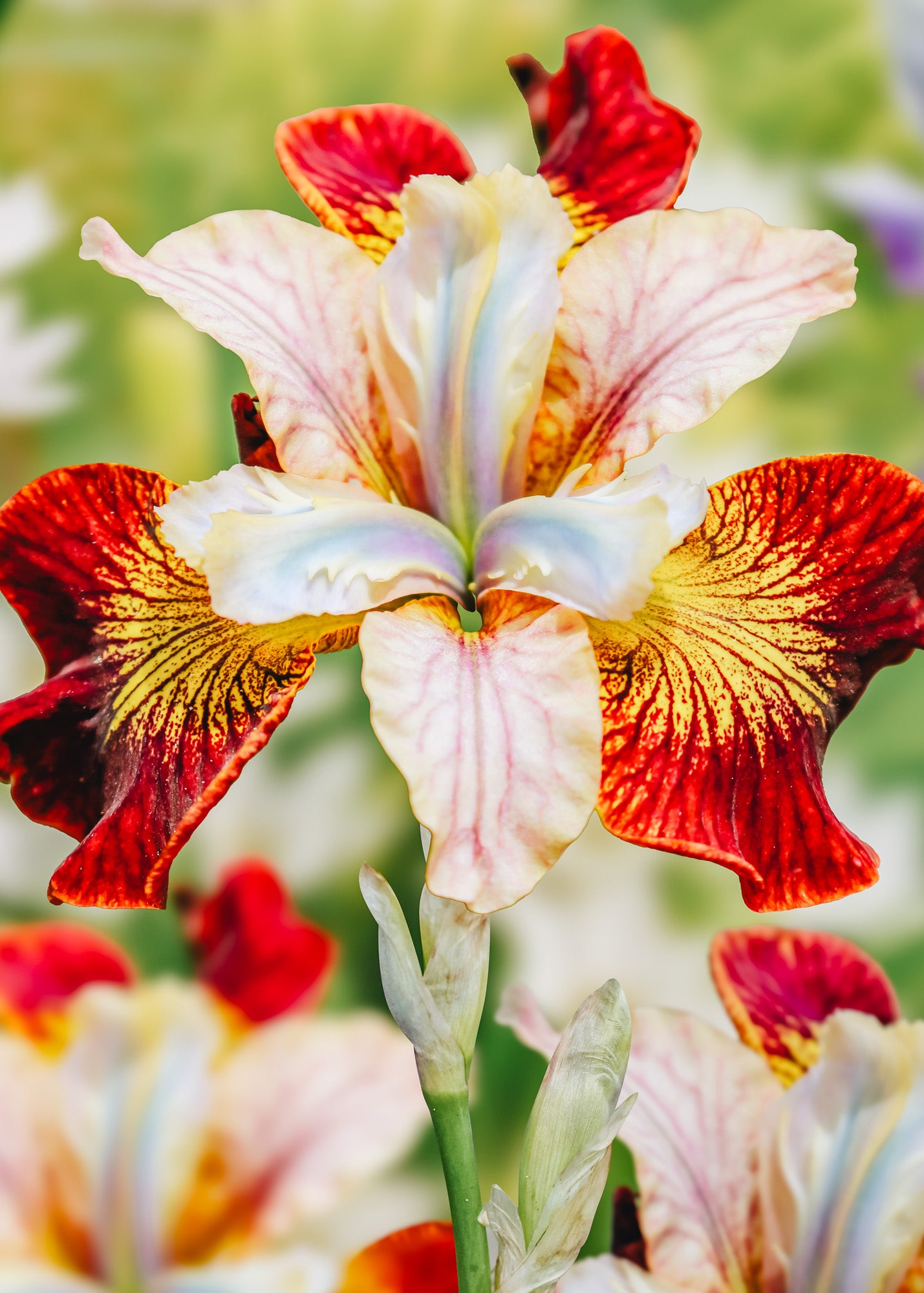 Taylors Bulbs Iris 'Laughing Beauty', pack of three bulbs