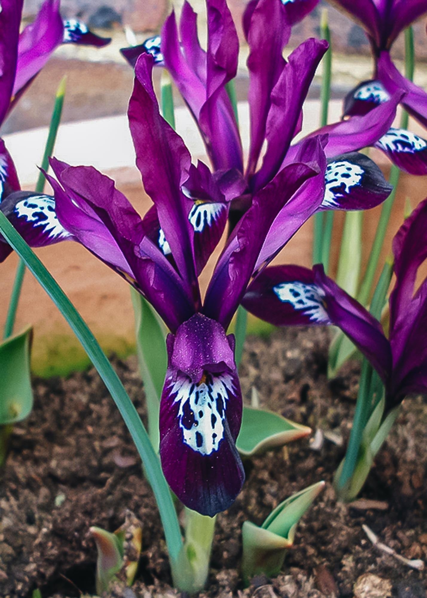 Iris reticulata Pauline Bulbs