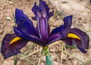 Iris hollandica Black Beauty, pack of 50 bulbs