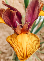 Iris hollandica Lion King, pack of 30 bulbs