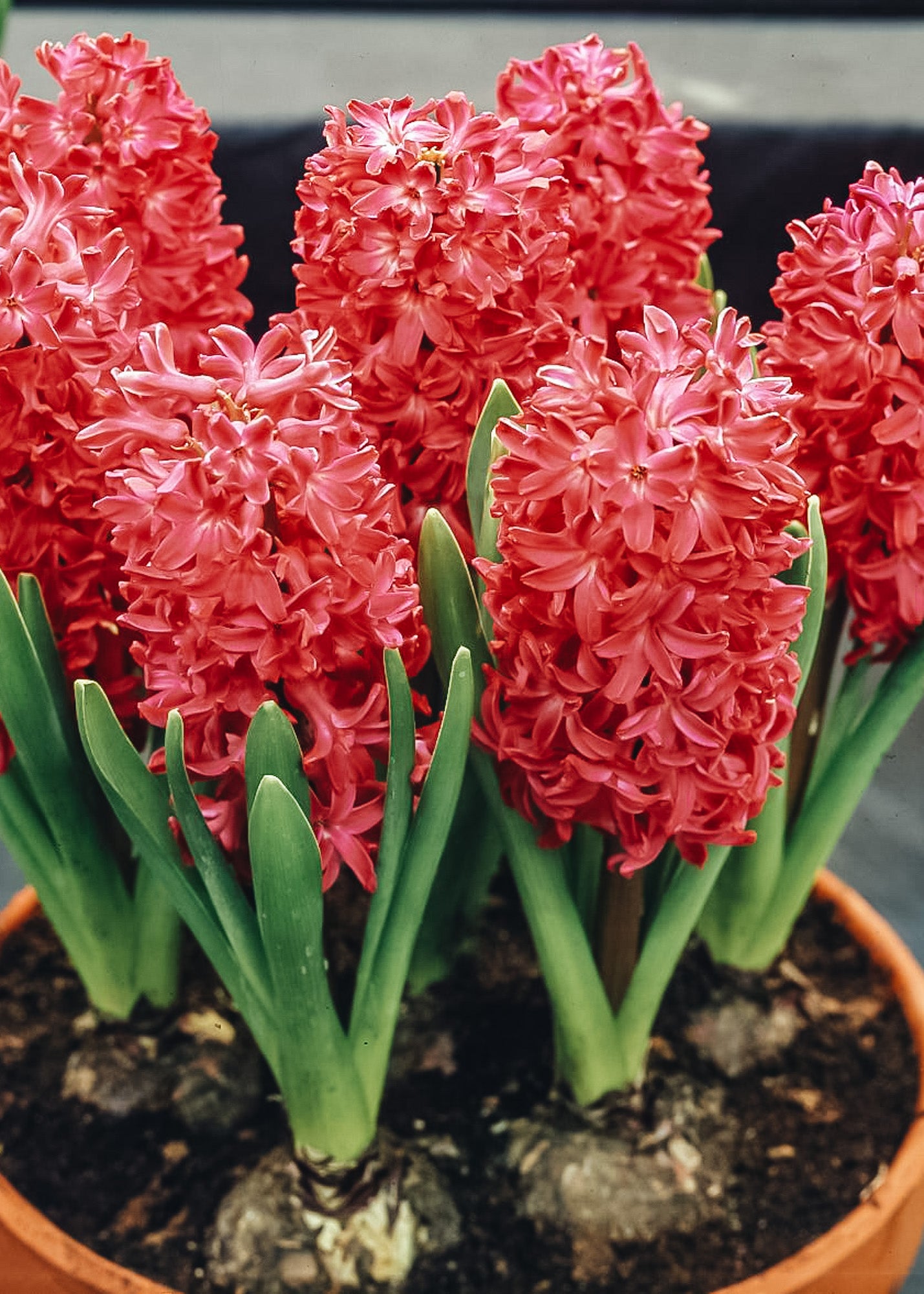 Indoor Hyacinth Jan Bos Bulbs, pack of five