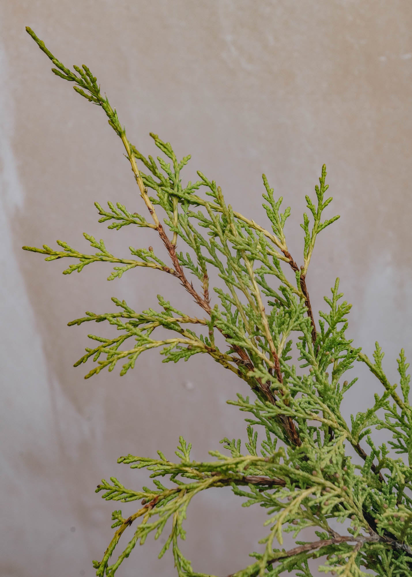 Juniperus X Media Old Gold 3L