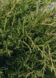 Juniperus X Media Old Gold 3L