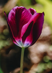 Tulipa Kansas Proud Bulbs