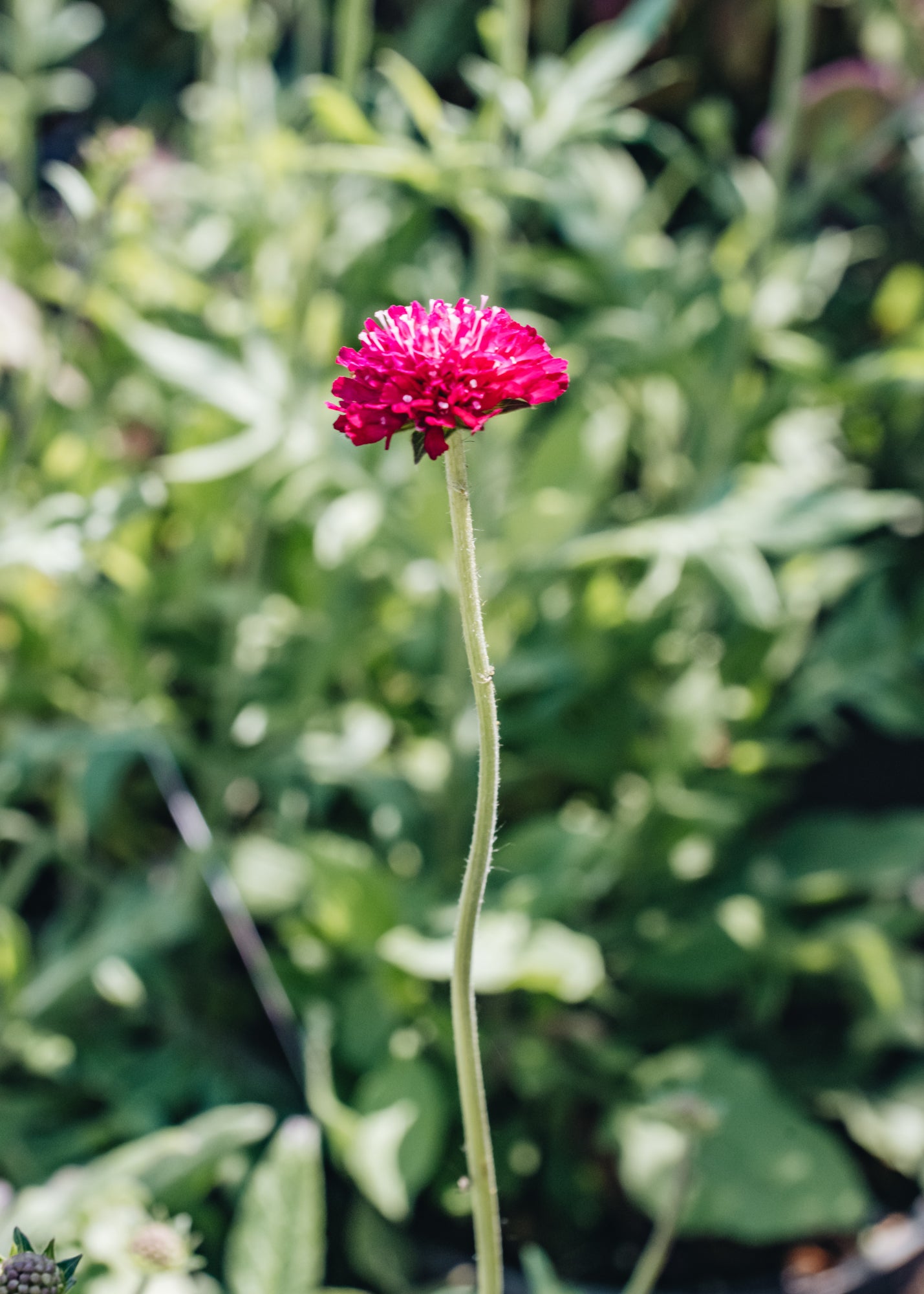 Knautia Mars Midget